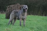 IRISH WOLFHOUND 303
